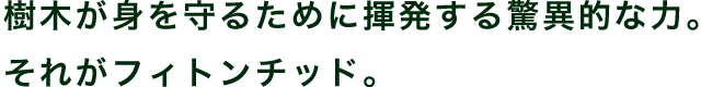 樹木が身を守るために揮発する驚異的な力。それがフィトンチッド。